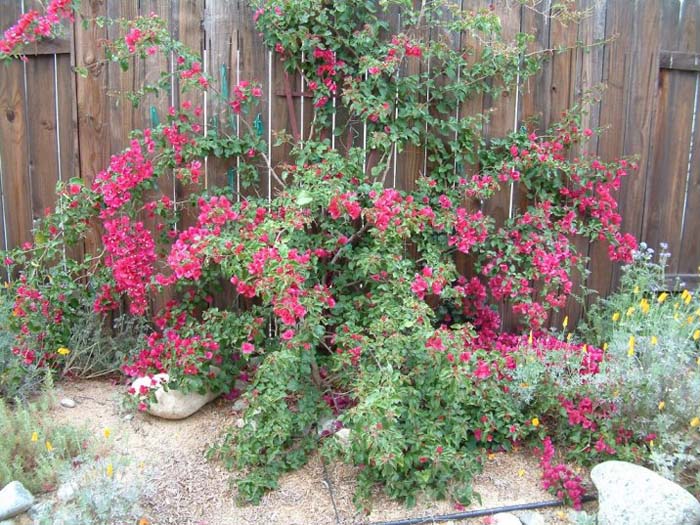 Plant photo of: Bougainvillea 'Barbara Karst'