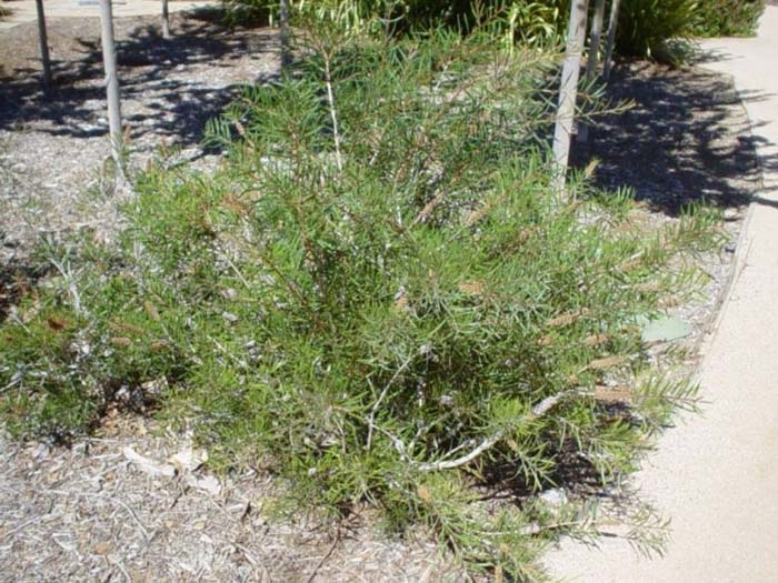 Stiff Bottlebrush