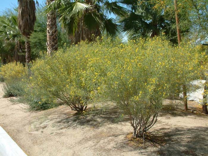 Green Feathery Senna