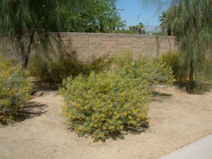 Plant photo of: Senna artemisiodes v. filifolia