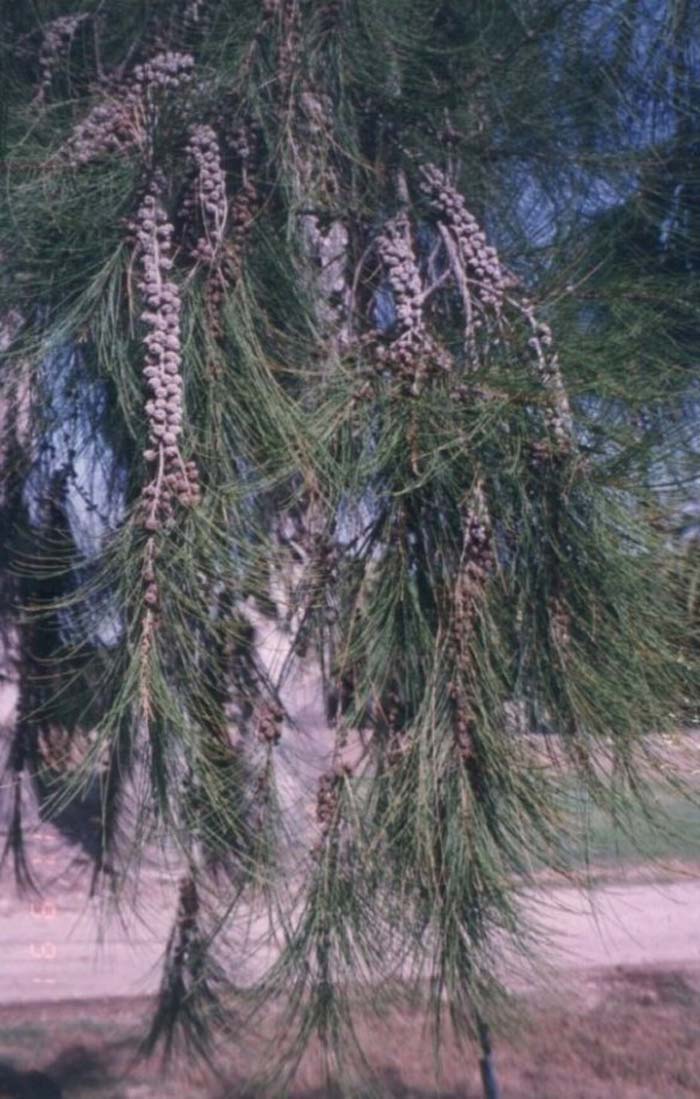 Mountain or Drooping She-Oak, Coast