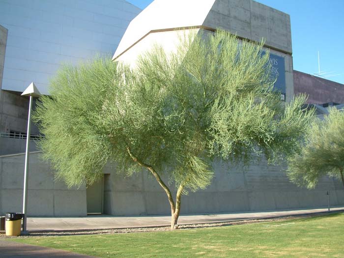 Plant photo of: Parkinsonia florida