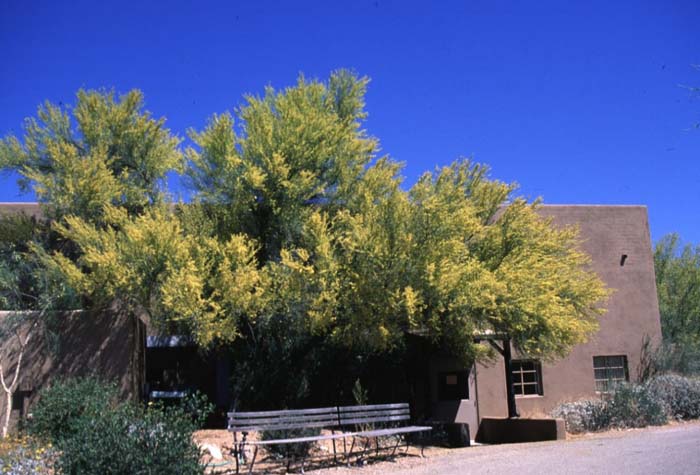 Plant photo of: Parkinsonia florida