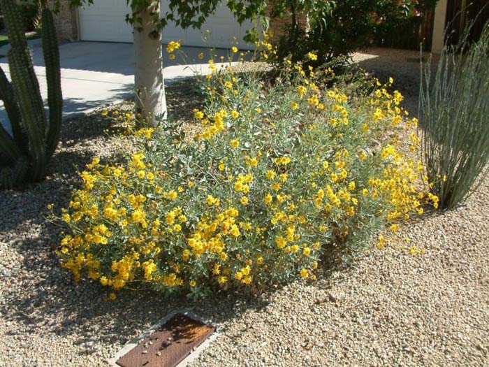 Brittlebush