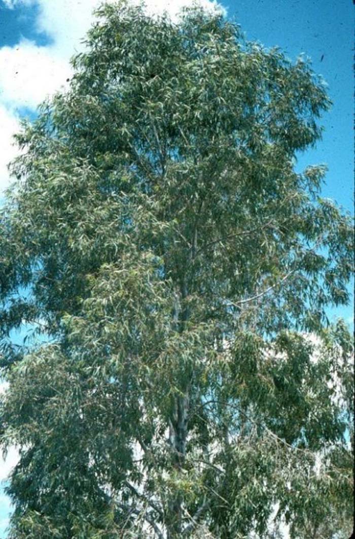 Eucalyptus camaldulensis