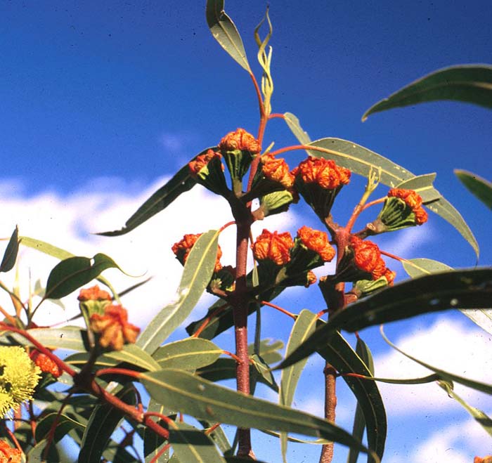 Red-Cap Gum