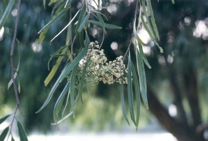 Australian Willow, Wilga