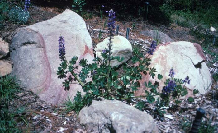 Plant photo of: Lupinus succulentus