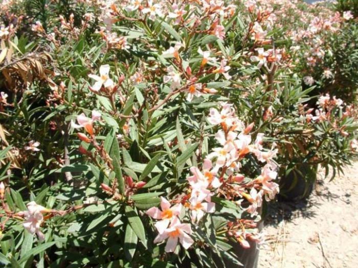 Oleander Petite Salmon