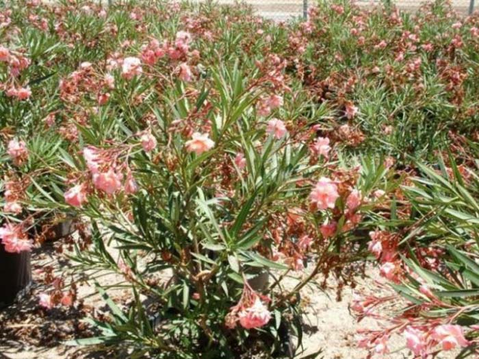 Oleander Mrs. Roeding