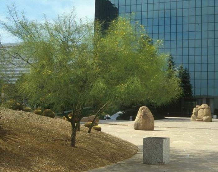 Mexican Palo Verde, Jerusalem Thorn