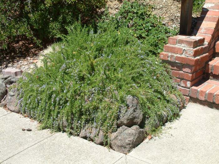 Trailing Rosemary