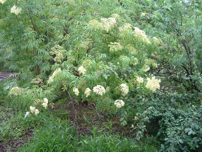 Blue or Mexican Elderberry