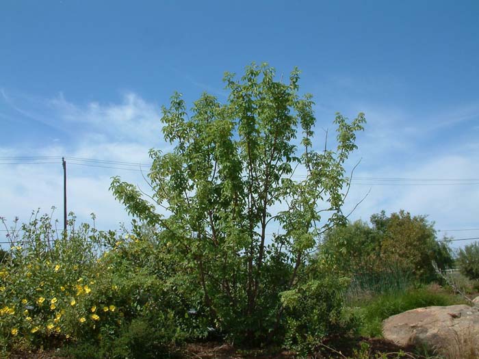 Plant photo of: Sambucus mexicana