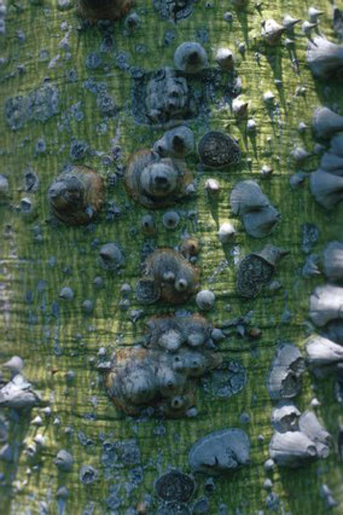 Plant photo of: Chorisia speciosa