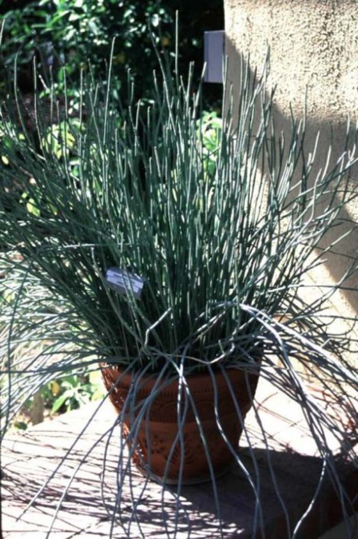 Plant photo of: Euphorbia antisyphilitica