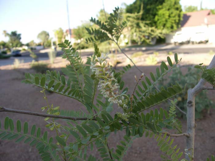 Eysenhardtia orthocarpa