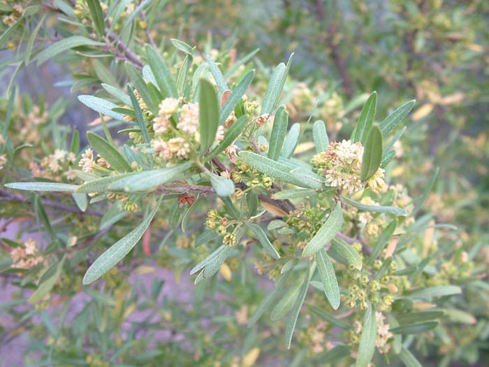 Plant photo of: Dodonaea viscosa