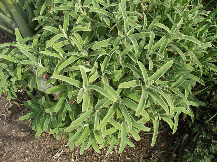 Jerusalem Sage