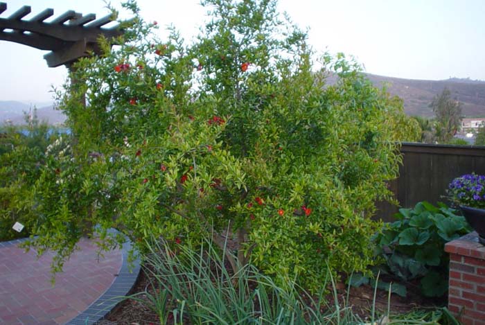 Pomegranate Wonderful