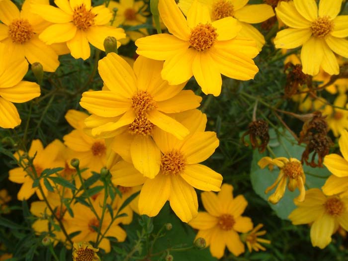 Plant photo of: Tagetes palmeri