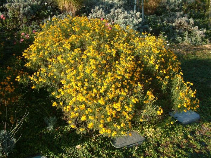 Plant photo of: Tagetes palmeri