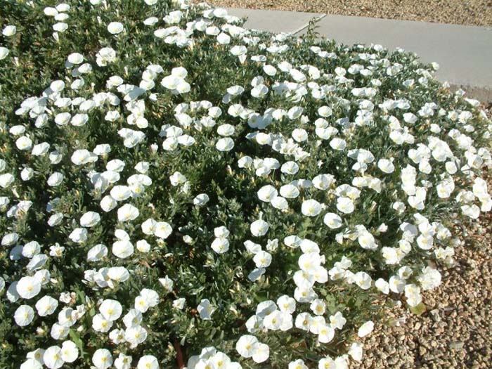 Bush Morning Glory, Silverbush