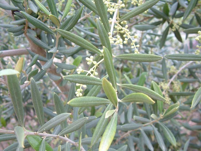 Plant photo of: Olea europaea 'Swan Hill'