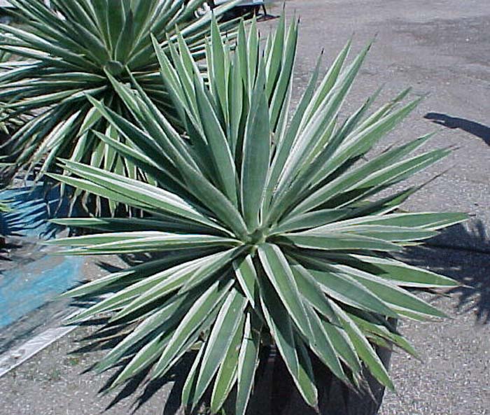 Marginata Agave