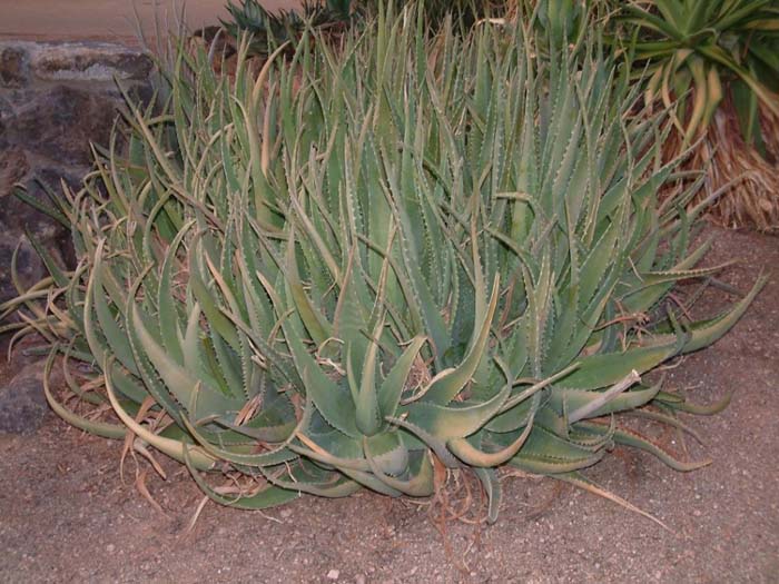 Torch Aloe