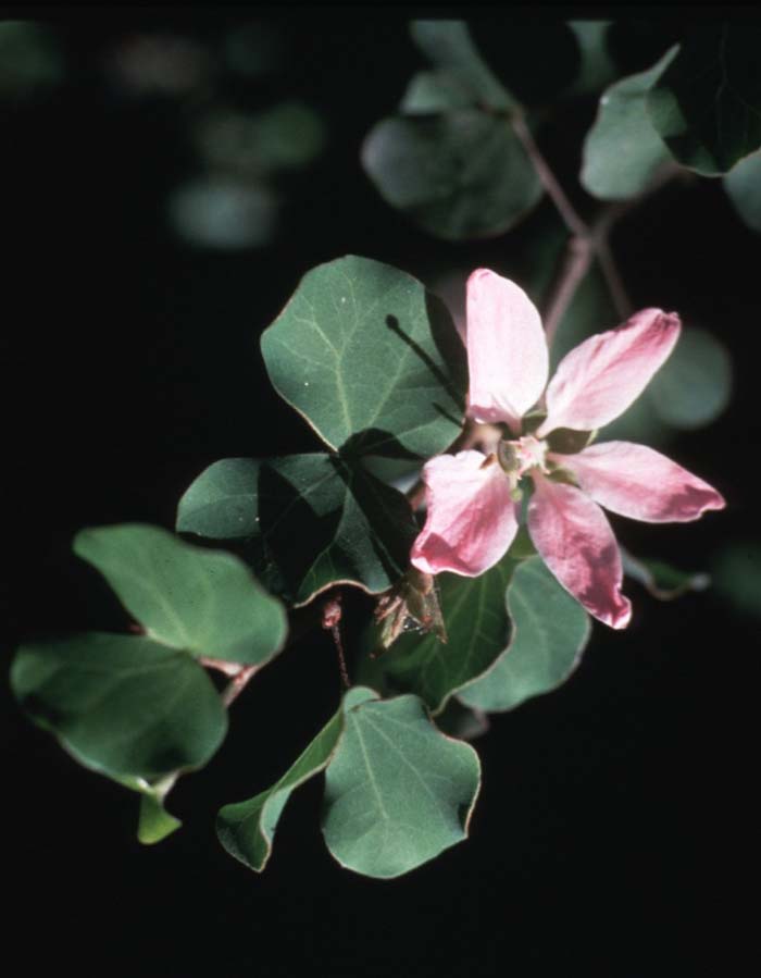 Anacacho Orchid Tree