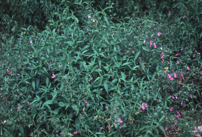 Rock Slide Dicliptera