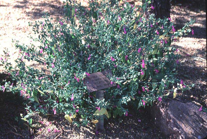 Plant photo of: Dicliptera resupinata