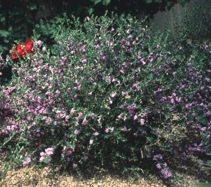 Langman's Sage