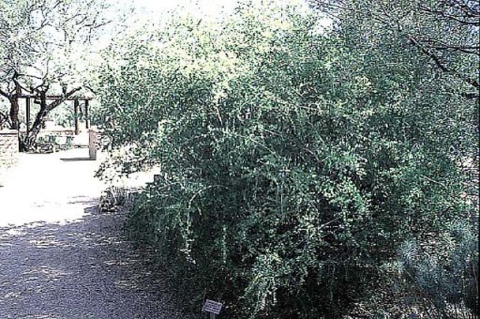 Thornbush