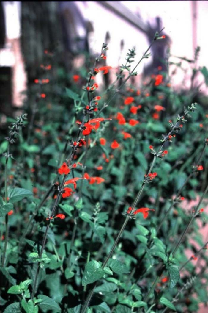 Lady in Red Sage