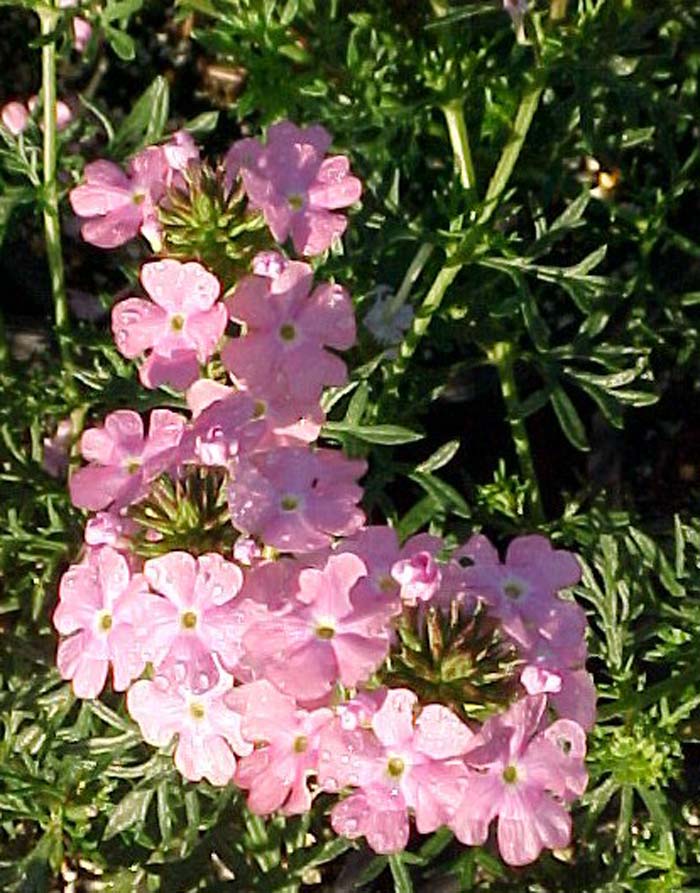 Moss Verbena Edith