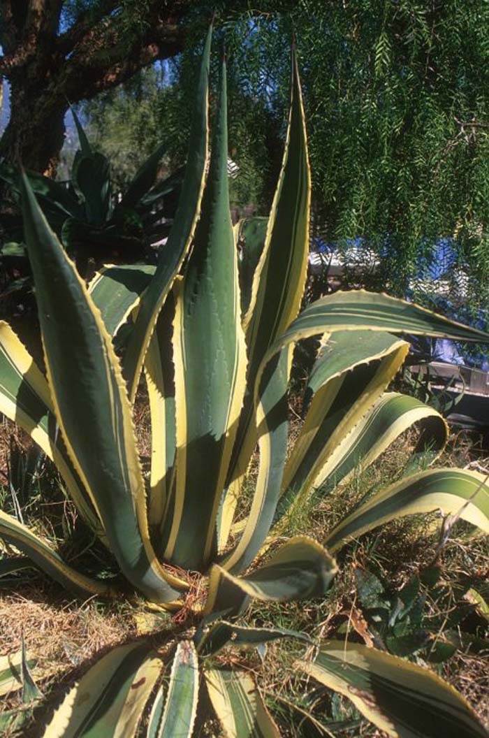 Agave americana var. marginata