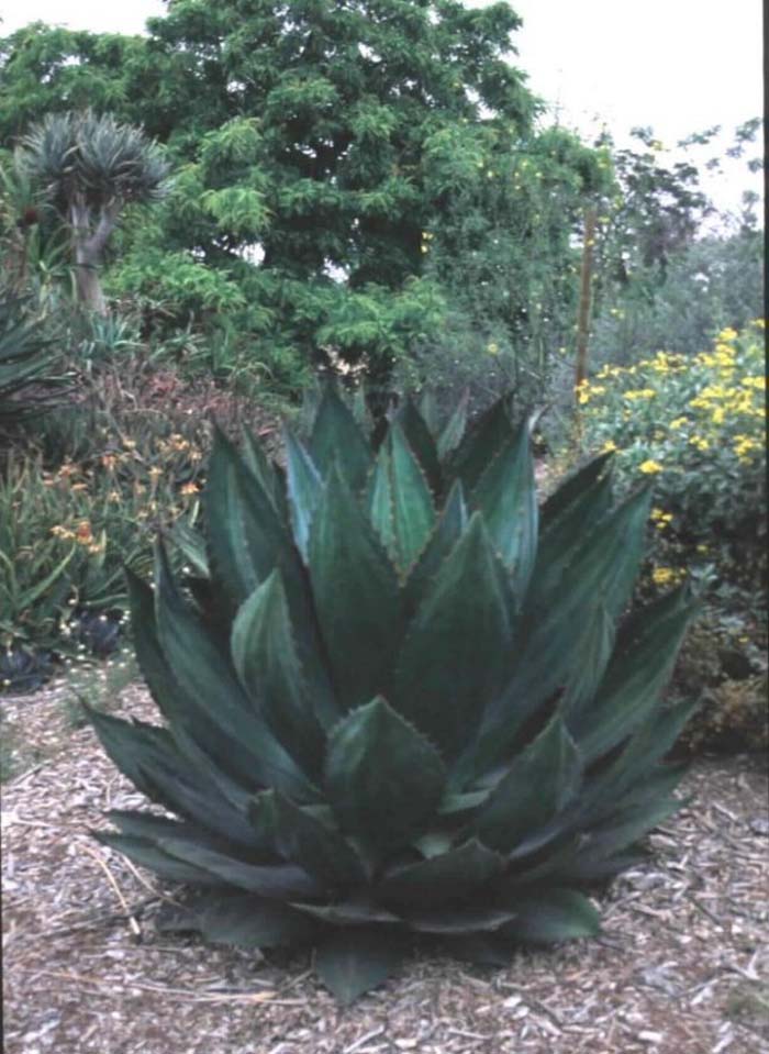 Cow's Horn Agave