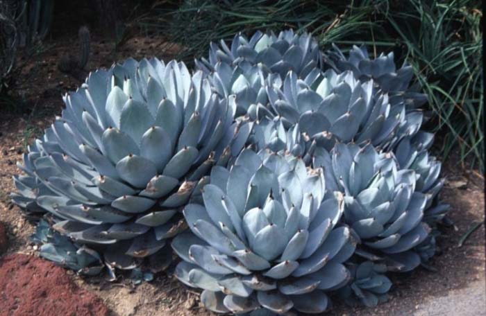 Artichoke Agave