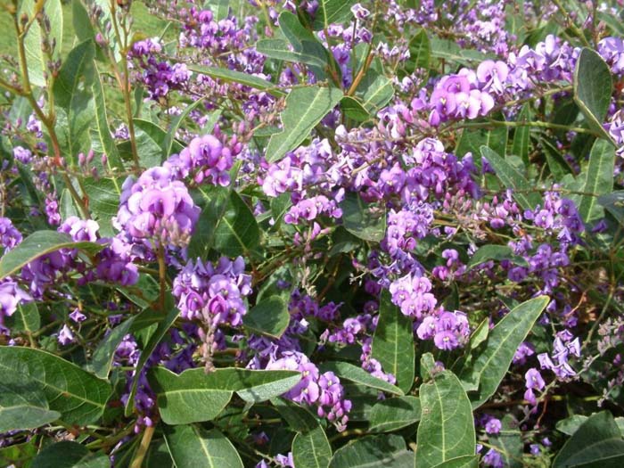 Hardenbergia violacea