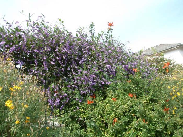 Plant photo of: Hardenbergia violacea