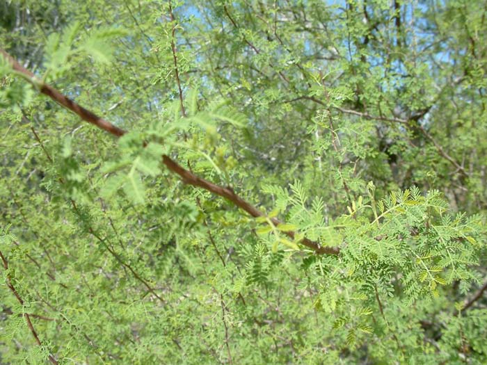 Acacia constricta