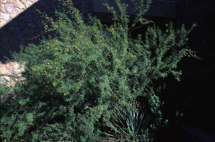 Plant photo of: Acacia constricta