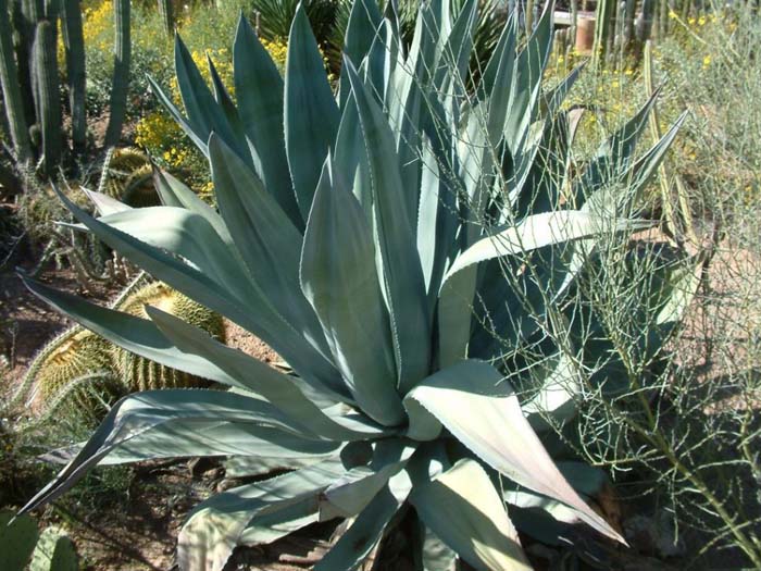 Agave americana