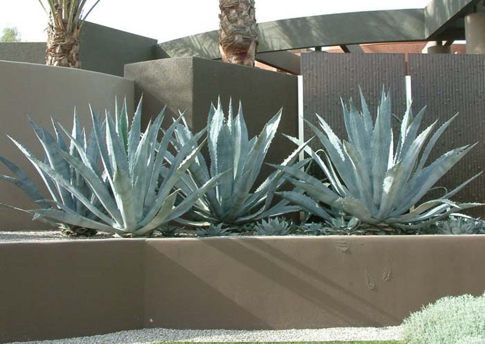 Plant photo of: Agave americana