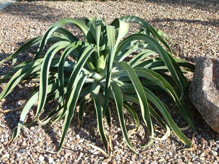 Agave vilmoriniana