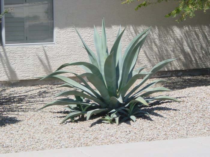 Agave weberi