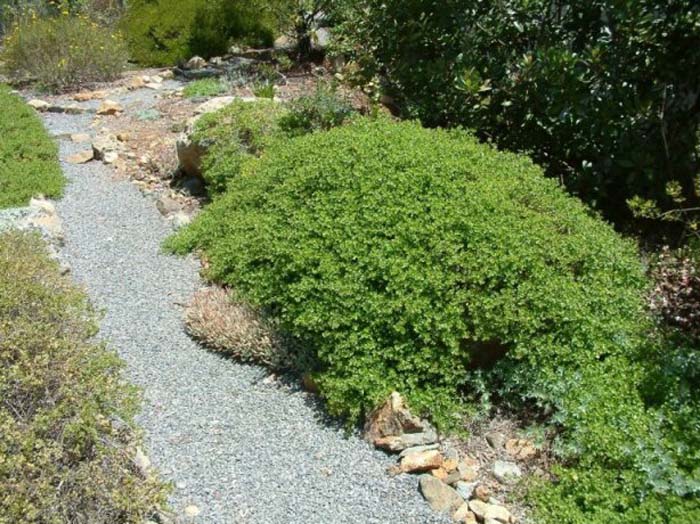 Dwarf Coyote Brush/Bush, Chaparral