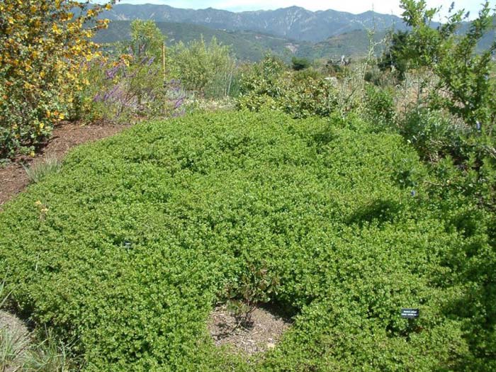 Plant photo of: Baccharis pilularis